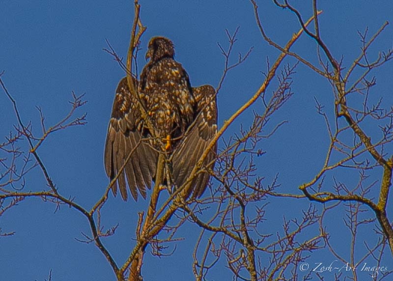 Juvenile Eagle Drying Wings