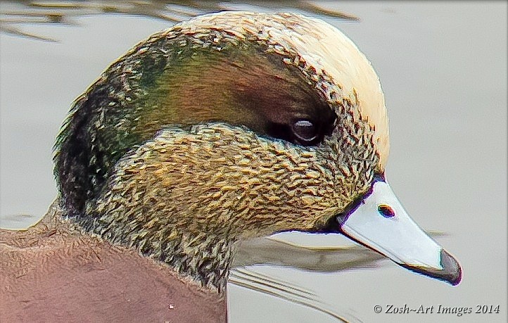 American Wigeon?