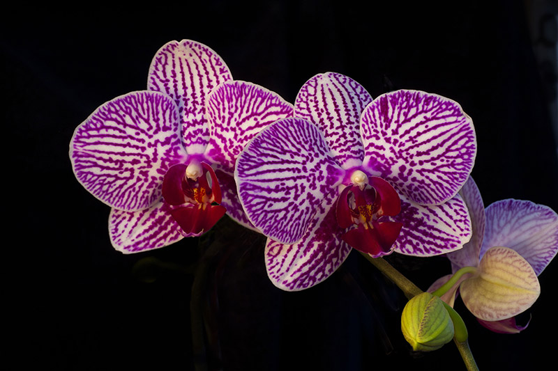 Orchiid