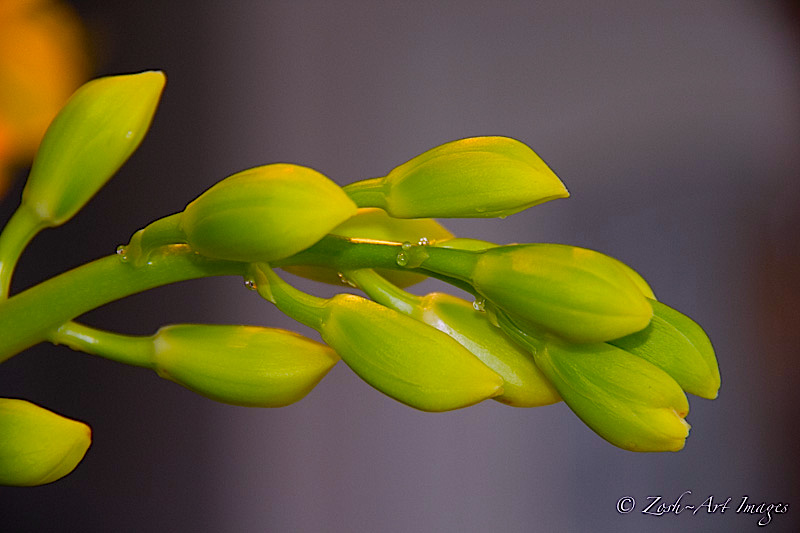 Orchid in the Bud