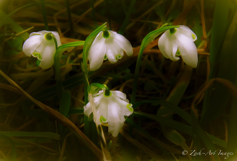 First Snowdrops