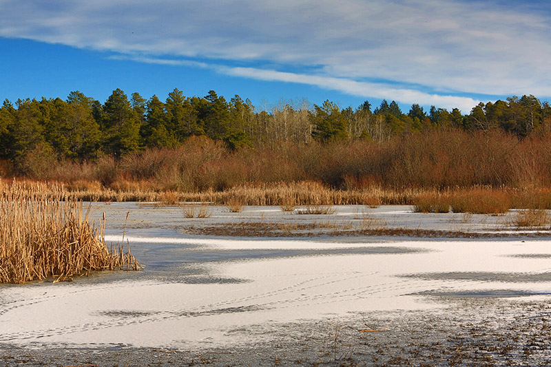 Rithet's Bog