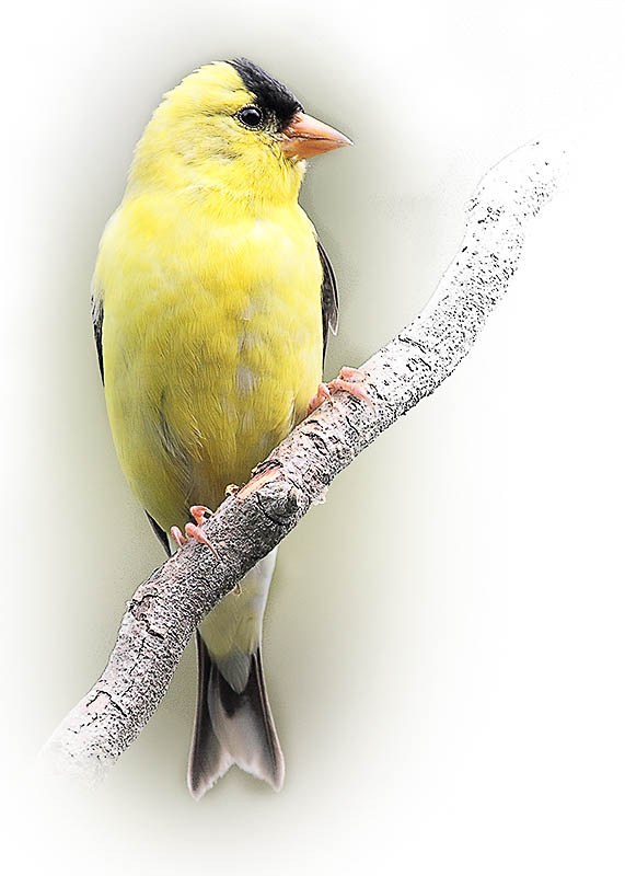 2nd - American Gold Finch  Heather Wade