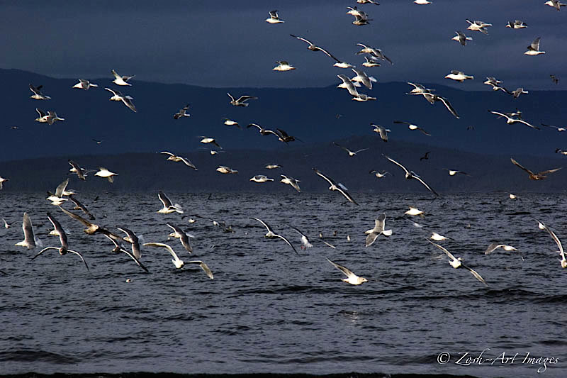 Celebrating the Herring Run