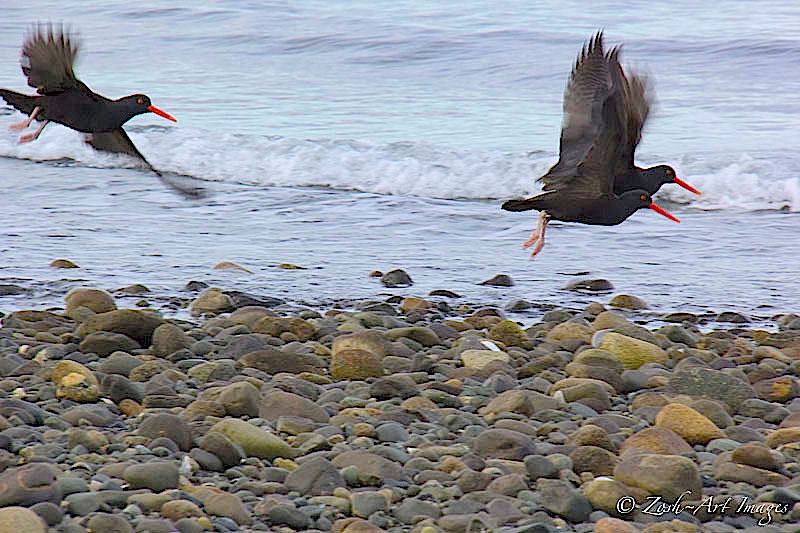 Flight of the Oyster Catchers