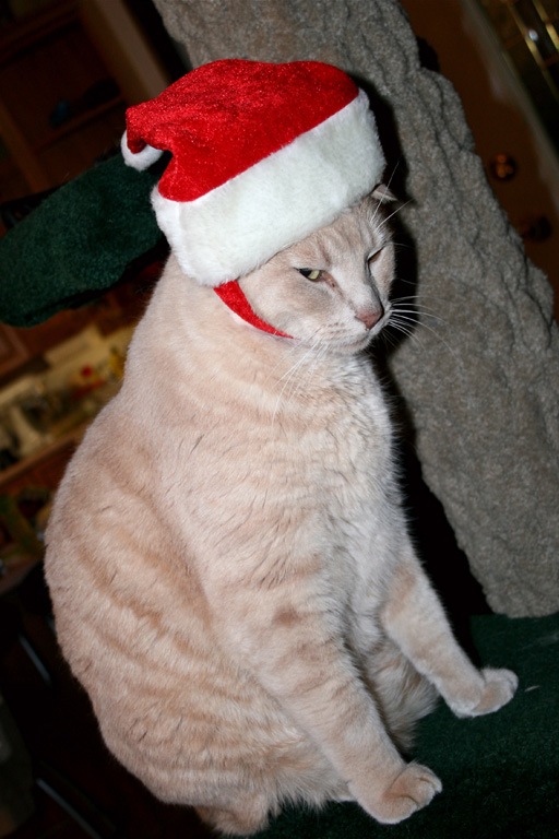 Cat Santa  - Wendy CareyCAPA  2014 Theme Competition Humorous