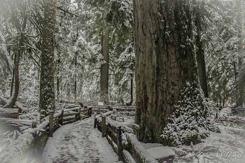 Cathedral Grove in White