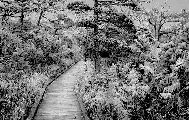 Snow in the Bog