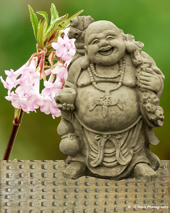 The Happy Budha