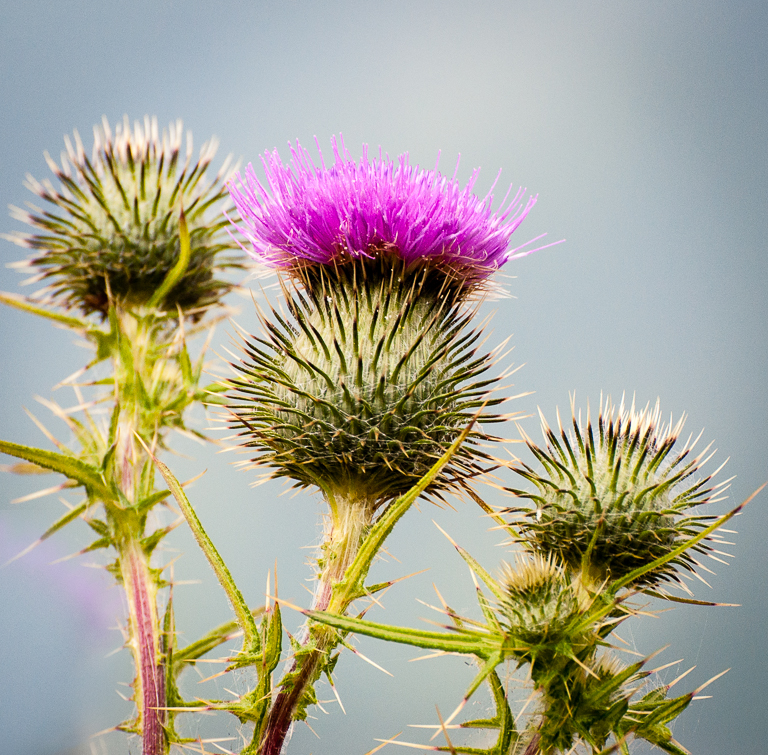 Blooming Scotch Thistle - Jan HeerwagenCAPA 2014 - Nature/OpenNature