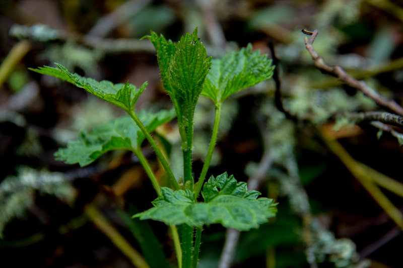 Stinging Nettle