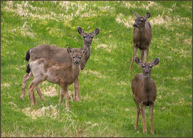 Spring mowers