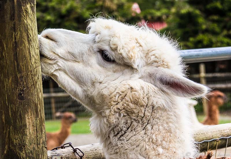An Alpaca Ritual