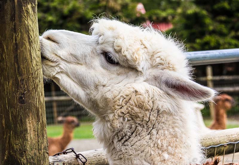 An Alpaca Ritual 