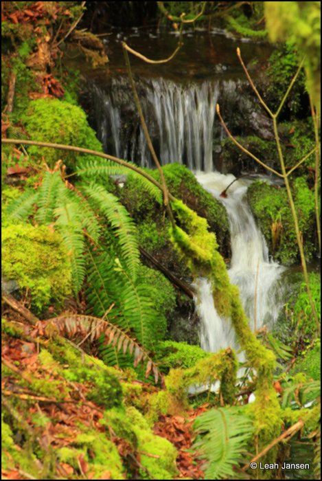 Creek Waterfalls