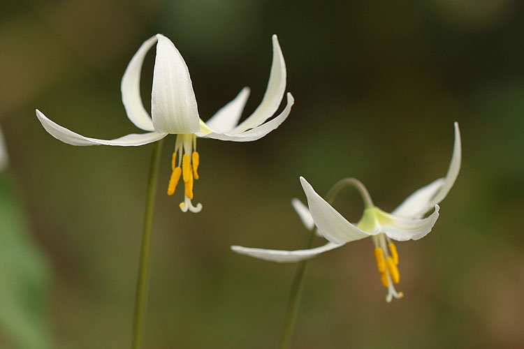 Two fawn lilies