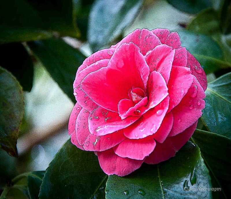 C - Camellia - JH