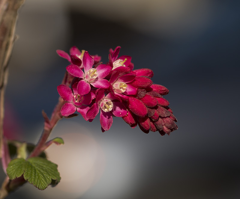 Red Currant