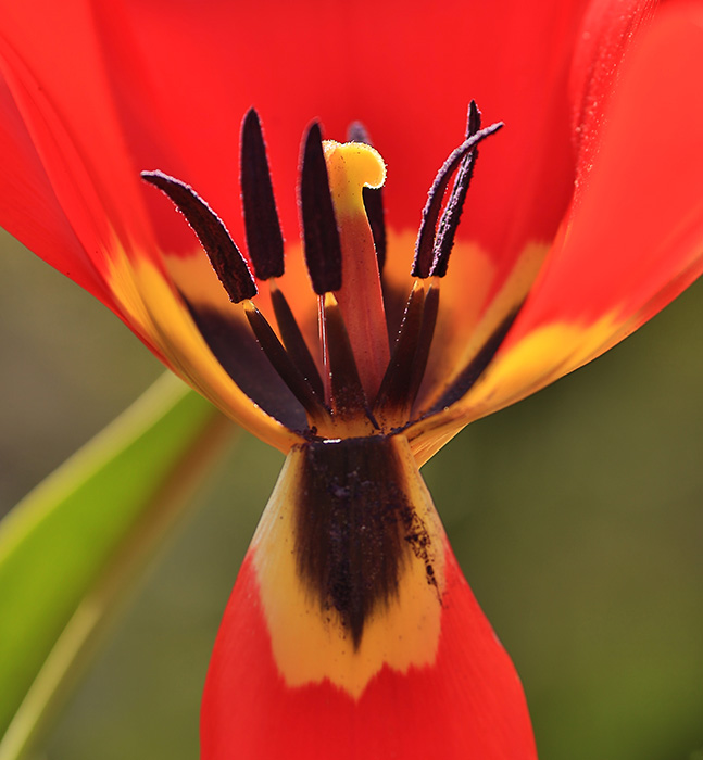 Scarlet Tulip