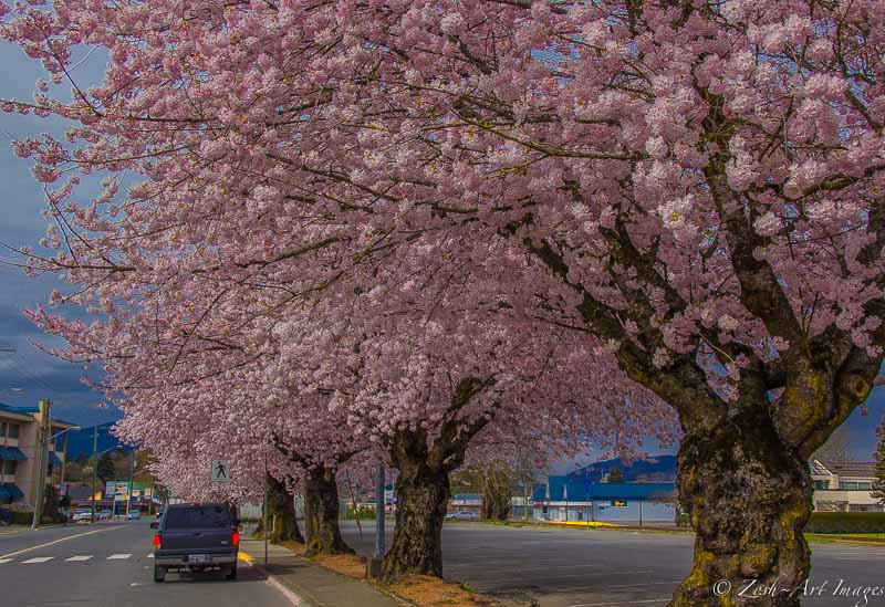 Canada Avenue's Blossoms