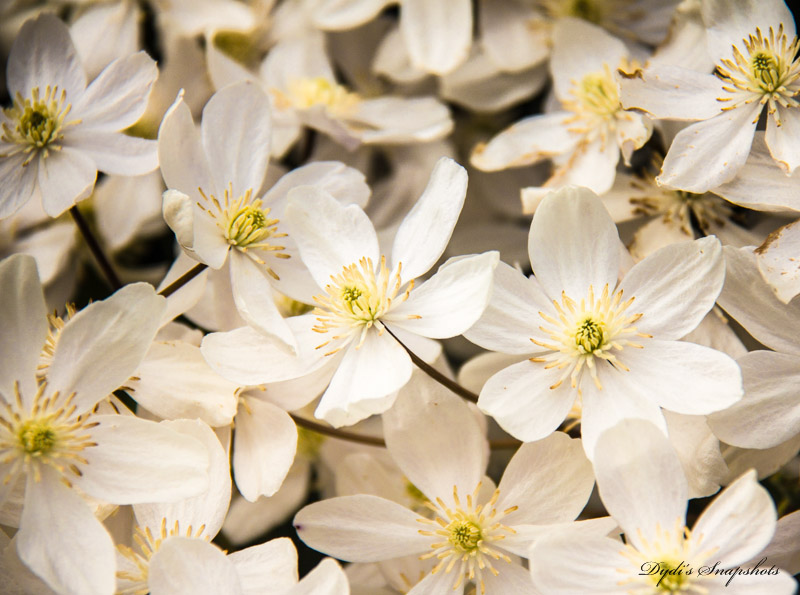 Clematis - Evergreen White