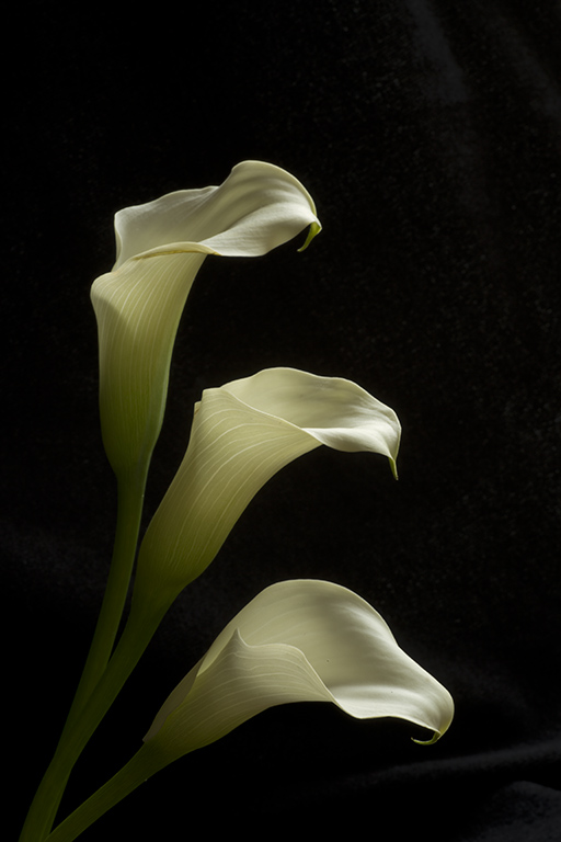 Calla Lilies Don Brown CAPA 2014 Print Competition: 23 points