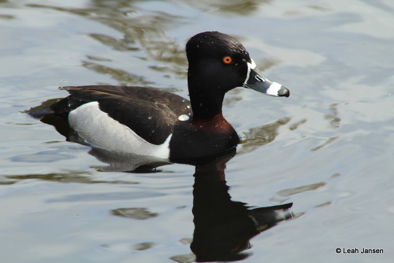 Brown Ring Duck 