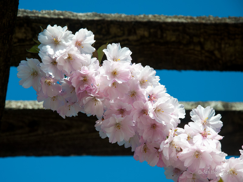 Spring Flowers