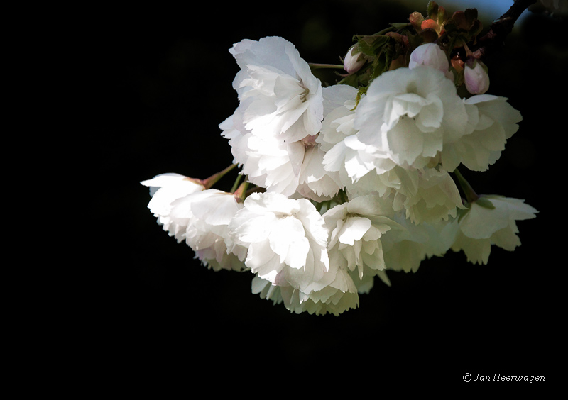 W - White Blossoms - JH