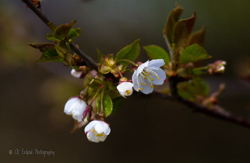 Spring Blossoms