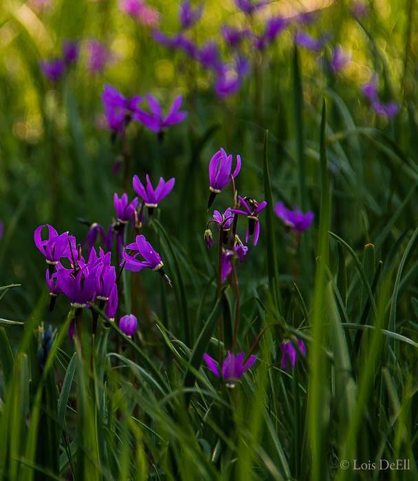 Amongst the Garry Oaks