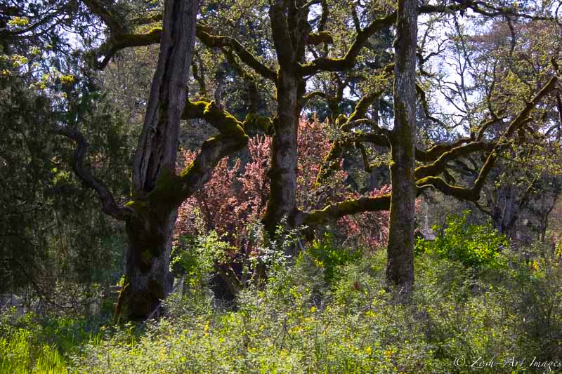 Beautiful Garry Oaks