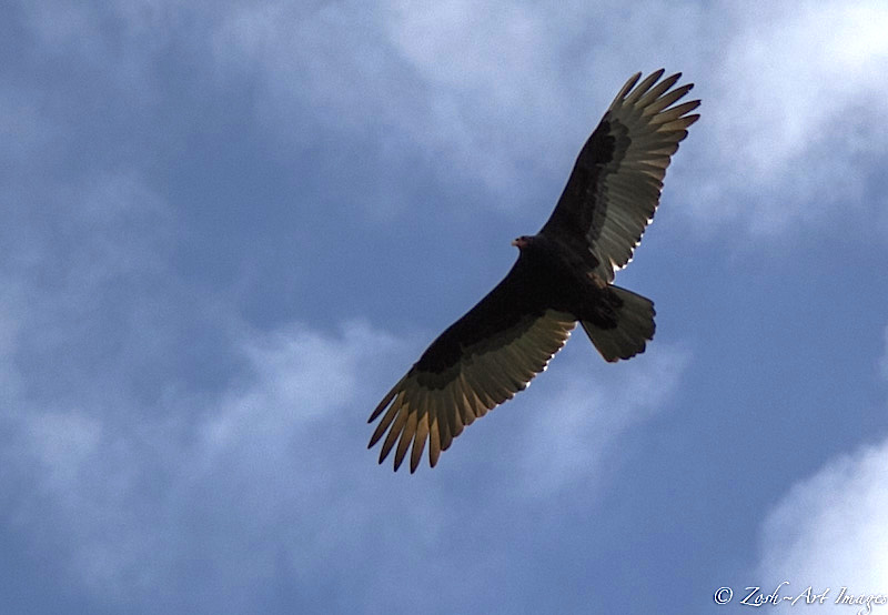 Turkey Vulture