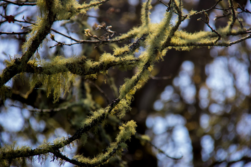 Fuzzy branches