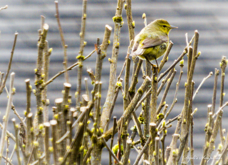 Orange Crowned Warbler