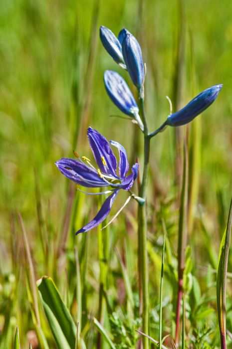 Purple Fawn Lily