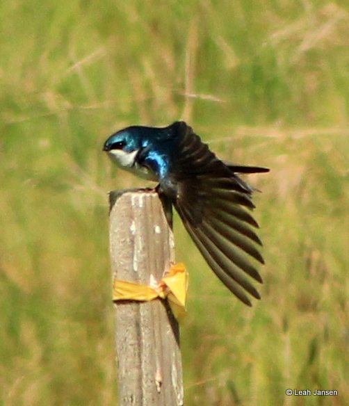 Blue Starling 