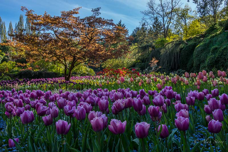 Butchard Gardens-1.jpg