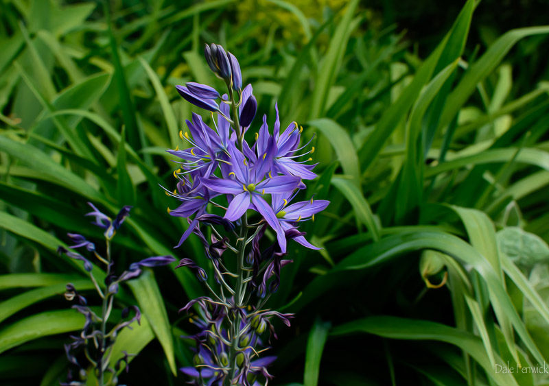 Camas Flower