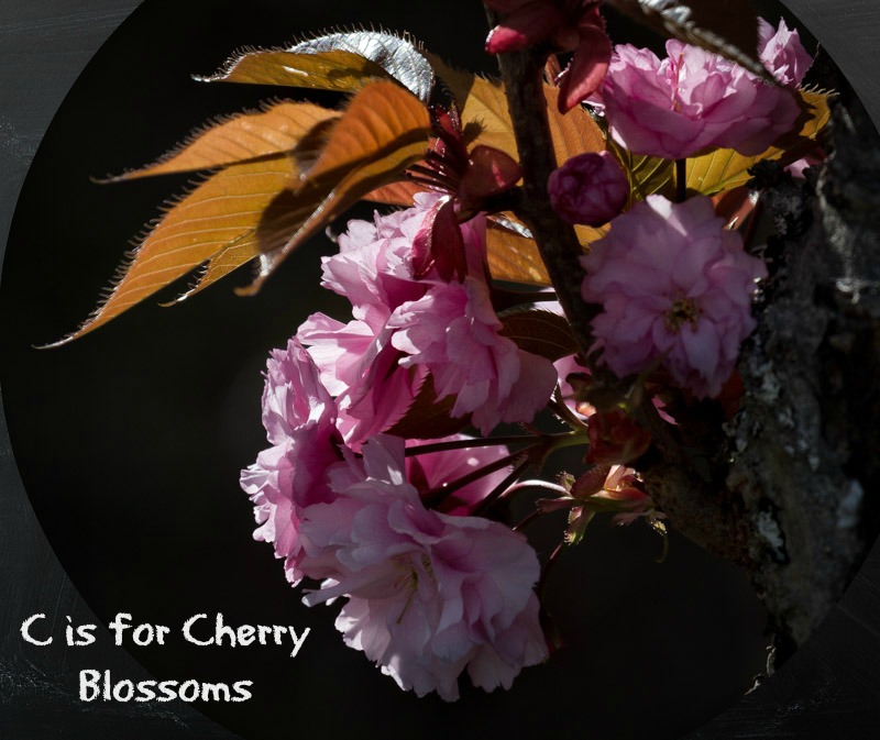C - Cherry Blossoms - RE