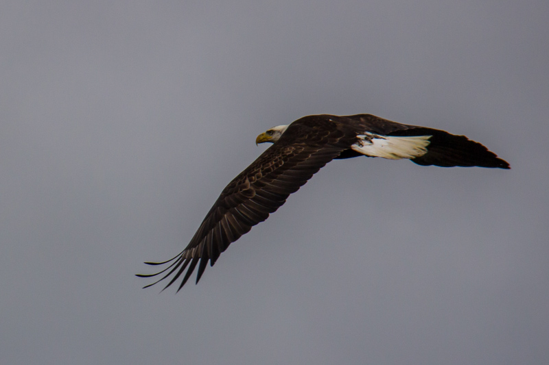 One of the many eagles at Transfer Beach 