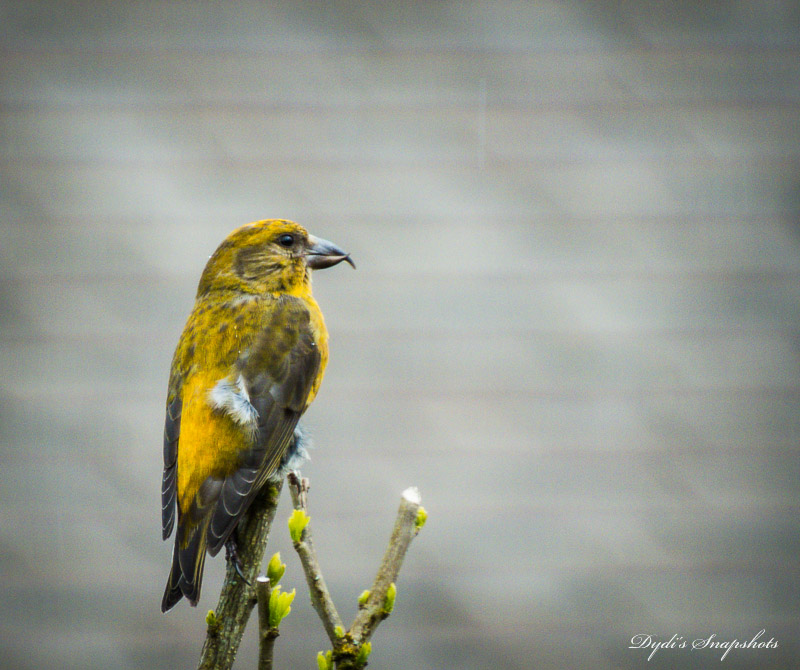 Red Crossbill