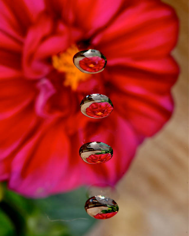 2nd (Tied) - Flower Drops  Bruce Carey