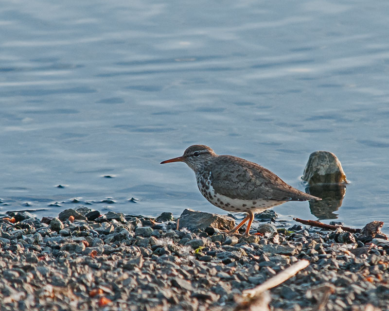 Spotted Sandpiper