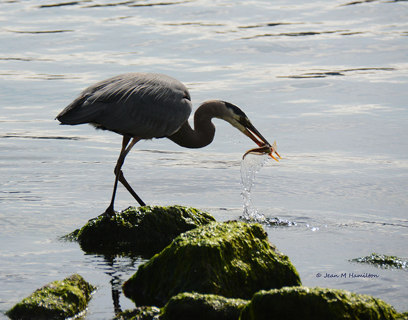 Heron Washing Lunch 