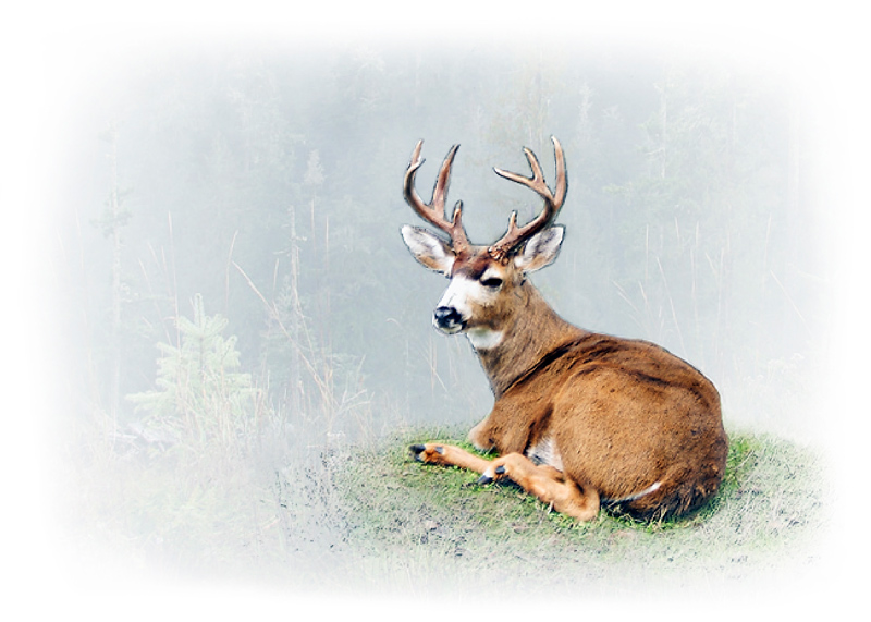 Columbian Black-tailed Deer