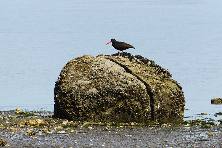 Lonely oystercatcher