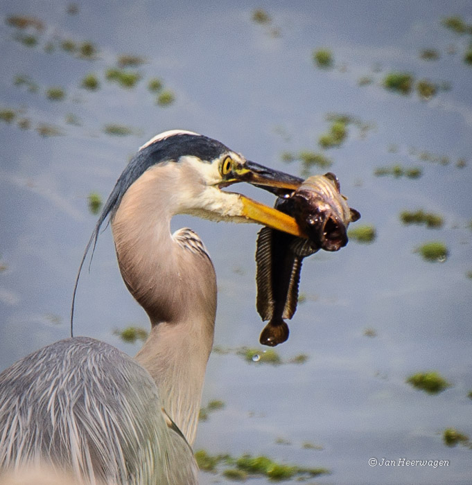 Large Catch