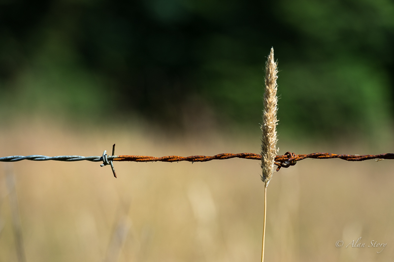 A piece of wire and a grass seed pod.jpg
