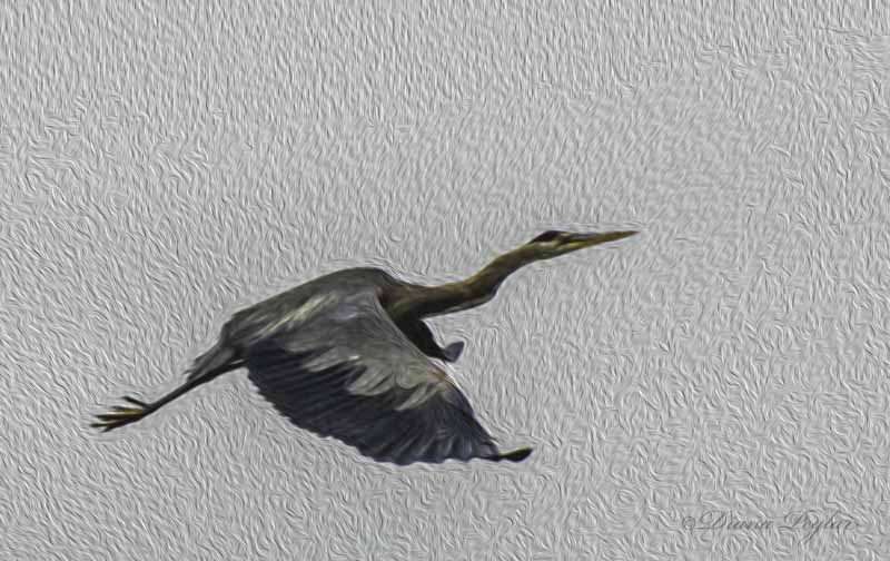 heron in fight (painted)